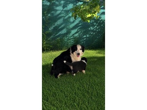 Safkan a kalite border collie yavruları