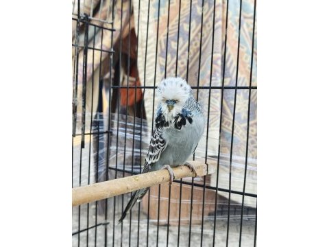 Show jumbo muhabbet kuşu
