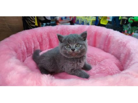 Scottish fold yavru kediler