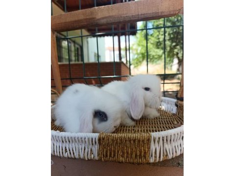 Hollanda teddy lop tavşanlar sütten kesilenler