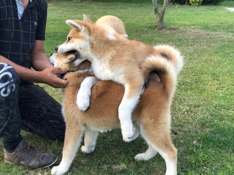 Japon akita yavruları sağlık ve ırk garantili 