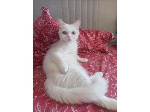Beyaz british shorthair