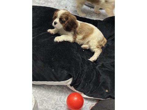 Ev ortamından safkan cavalier bebekler ırk sağlık garantili