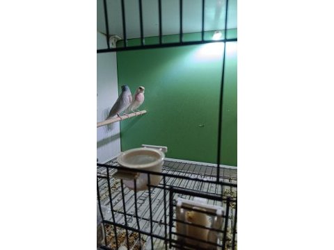 2024 silver takım finch