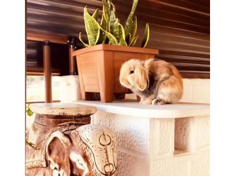 4 yaşında lop tavşanımız sahiplendirilecektir