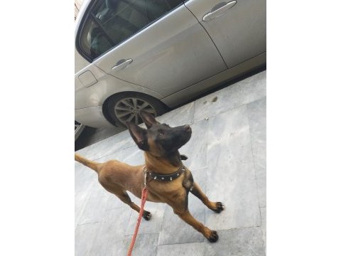 7 aylık temel itaat sertifikalı belçika kurdu