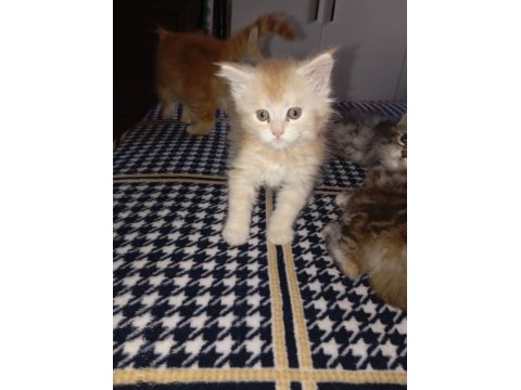 Rus kanı maine coon yavrular
