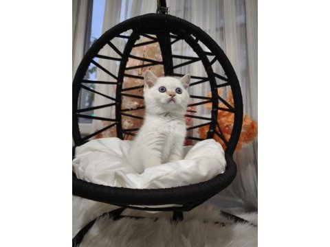 Kar beyaz mavi göz british shorthair erkek yavrularımız