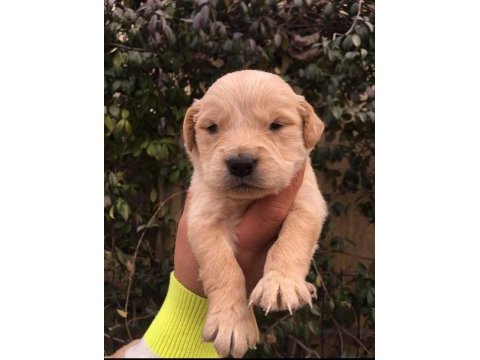 Çiftlikten golden retreiwer