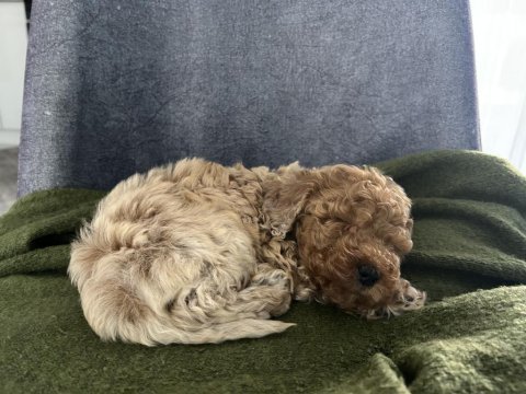 2.5 aylık toy poodle