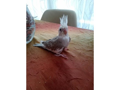 Yavru sultan papağanlar