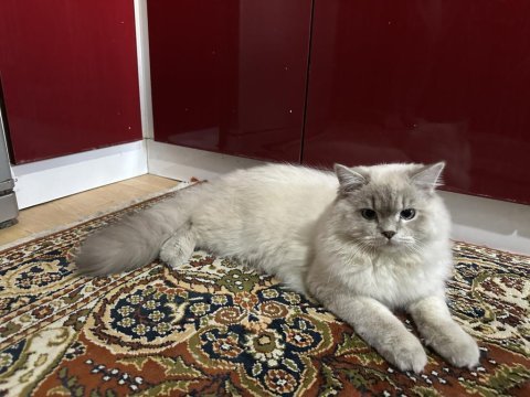 8 aylık erkek british longhair