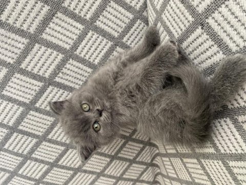 British shorthair kedimiz