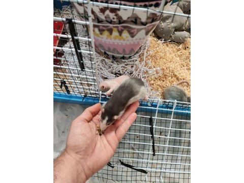 1 aylık dumbo rat yavruları 1 naked 2 husky