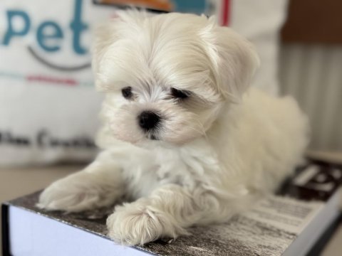 Petmode köpek çiftliğinden tea cup kore maltese