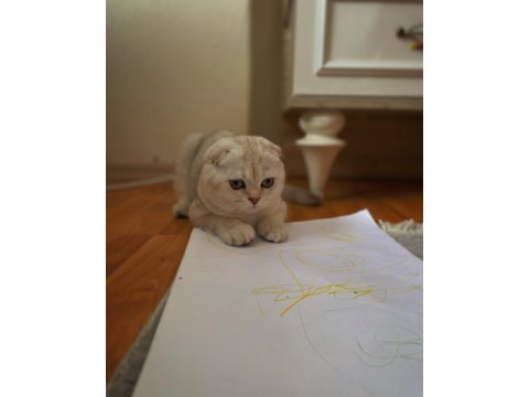 6 aylık scottish fold