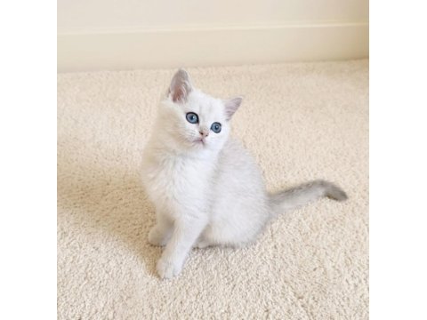 Muhteşem british shorthair silver dişi yavru