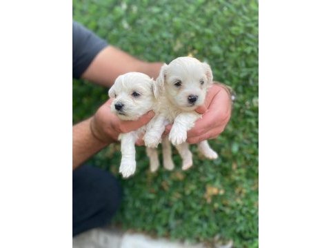 Oyuncu safkan güzellikler maltese terrier yavrular