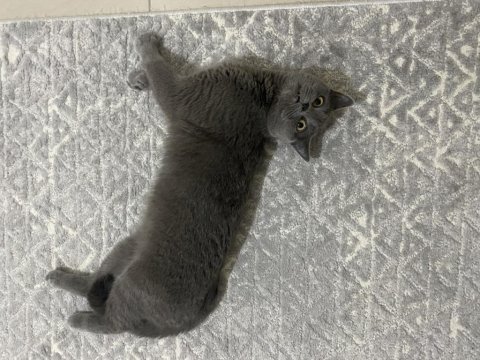 British shorthair kızımız ömürlük yuvasını bekliyor