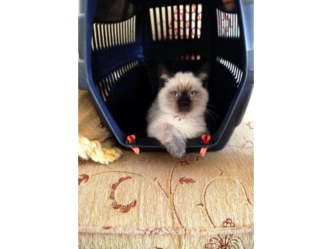 British shorthair erkek dişi yavrular