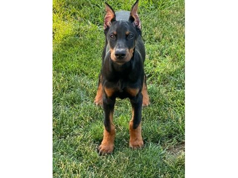 Dobermanlar bazı şeylerin açıklamaya ihtiyacı yoktur