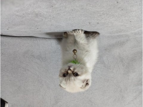Scottish fold yavrusu