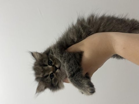 2 aylık british longhair yavru