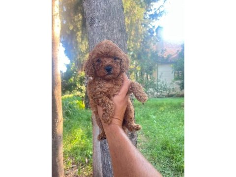 A kalite 1. sınıf toy poodle yavrular