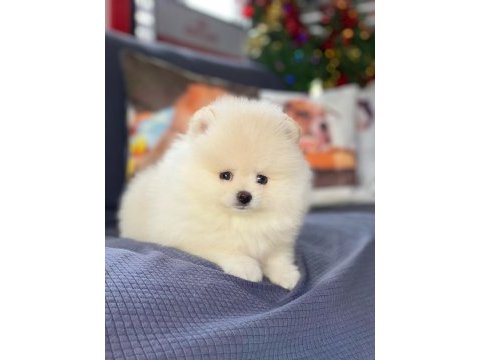 Pomeranian boo yavruları ıstanbul 