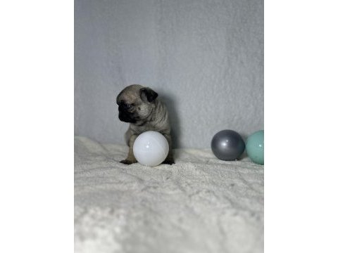 Pug (mops) a kalite ırk garantili yavrular