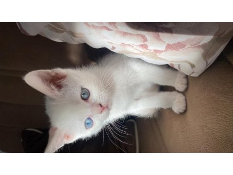 Sahiplendirilecektir british shorthair
