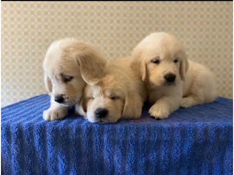 Erkek dişi golden retriever yavrularımız