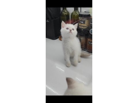 British shorthair yavru