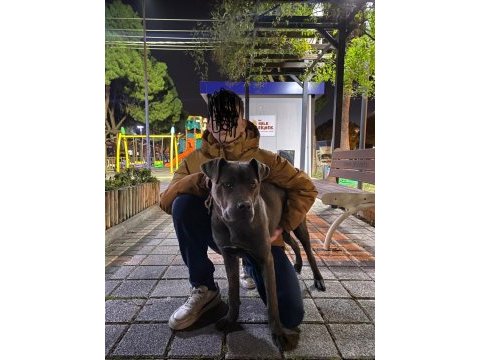 9 aylık dişi blue brindle cane corso