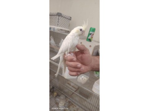 Gel bak beğen al sultan papağanı