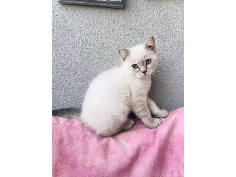 British shorthair beyaz renk
