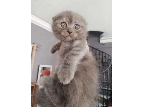 Ücretli sahiplendirme scottish fold