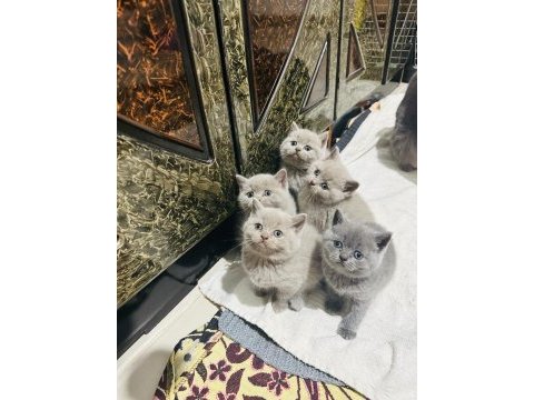 British shorthair bayram şekerleri