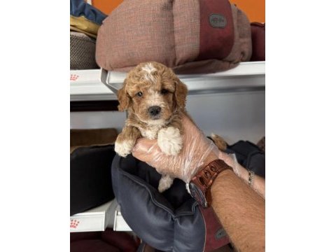 Babyface maltipoo yavrularımız