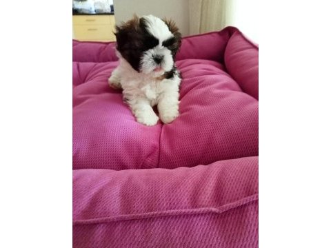 Aile ortamında shih tzu bebekler