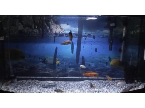 Mücevher cichlid
