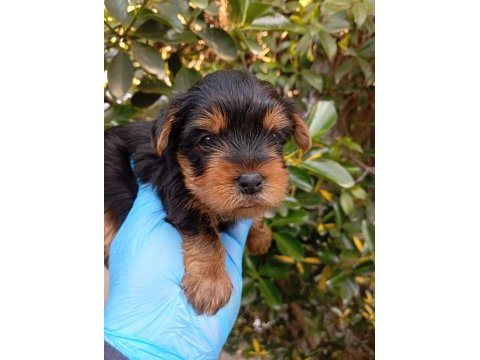 Sıfır no yorkshire terrier safkan bebeklerimiz