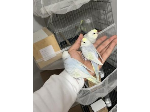 Renk güzelleri ele alışık rainbow muhabbet kuşu bebekler