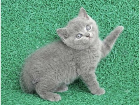Erkek british shorthair