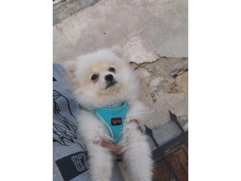 Evinizin sevgi yumağı pomeranian boo