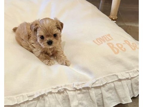 A kalite maltipoo yavrular