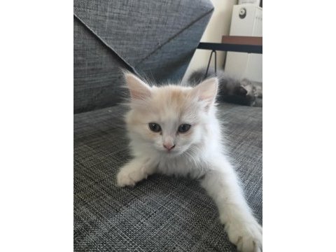 Sarı prenses kedimiz