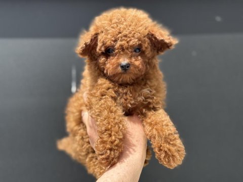 Ankarada ziyarete açık redbrown toy poodle lar
