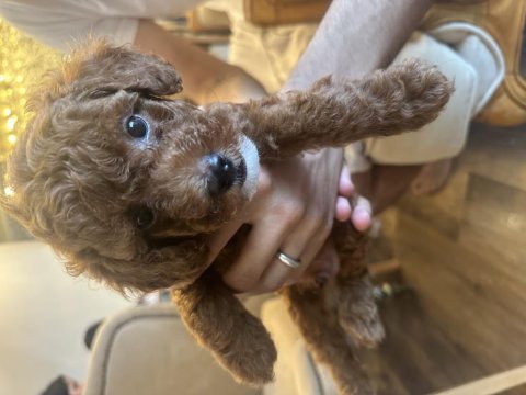 1.5 aylık erkek kahverengi kore toy poodle
