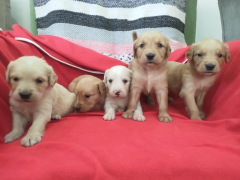 Kaliteli golden retriever yavrularımız